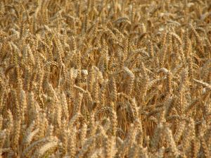 570801_wheat.jpg