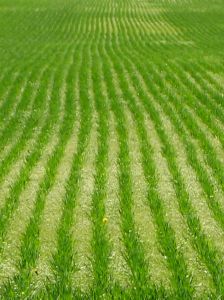 796211_green_rows.jpg