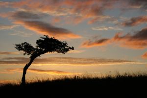 883823_lone_tree_at_sunrise.jpg
