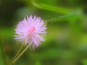 783046_the_sensitive_flower