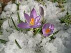 crocus