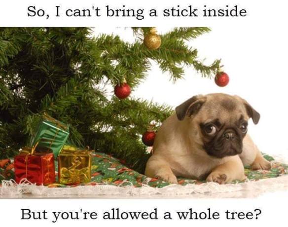 dog-under-tree