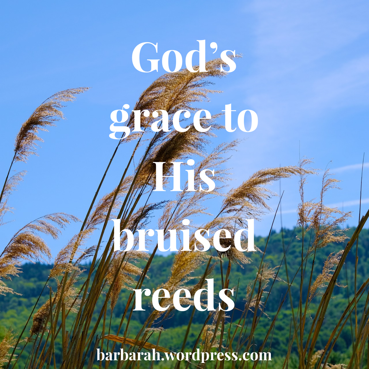 Bruised Reeds Are We All | Stray Thoughts