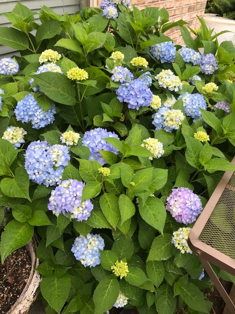 Hydrangeas