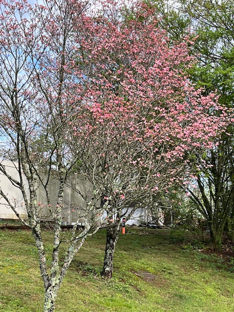 Pink dogwoods blooming