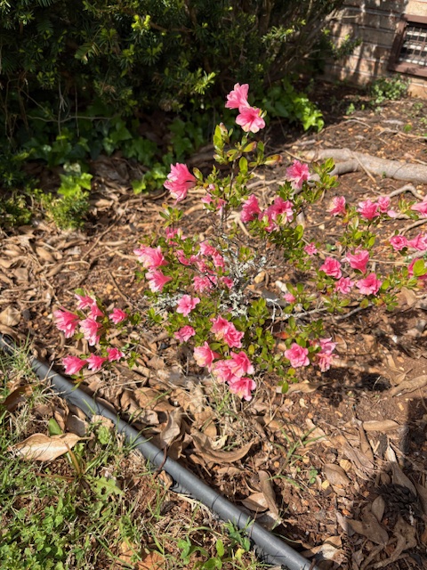 small azalea