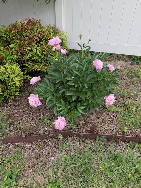 peonies