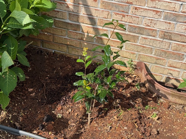 Camellia bush