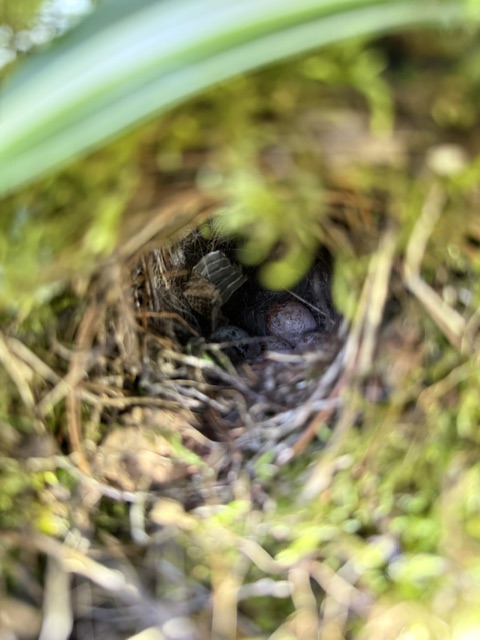 Bird's nest